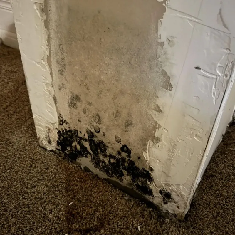 Professional Mold Removal in North Kingsville, OH